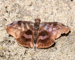 Ebrietas anacreon
