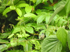 Todirostrum cinereum