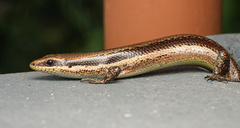 Marisora unimarginata