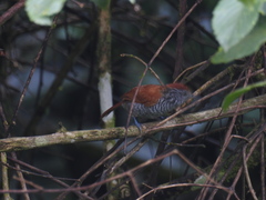 Thamnophilus multistriatus