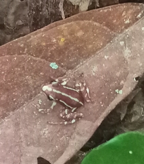 Epipedobates anthonyi