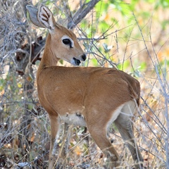Raphicerus campestris