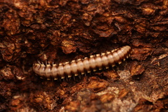 Nyssodesmus python