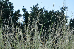 Leymus cinereus