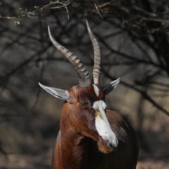 Damaliscus pygargus phillipsi
