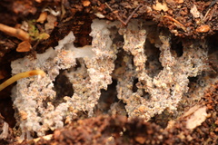 Apterostigma robustum