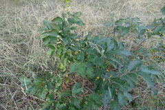 Pseudocercospora kaki