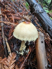 Lepiota castaneidisca