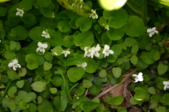 Viola minuscula