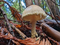 Lepiota castaneidisca
