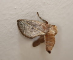 Anaxidia lozogramma