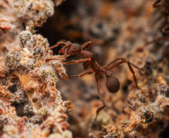 Apterostigma robustum