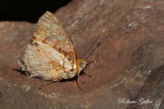 Hypanartia lethe