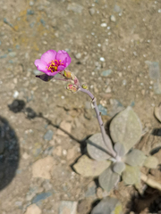 Cistanthe paniculata