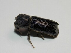Amphicerus cornutus