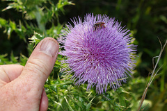 Cirsium pumilum