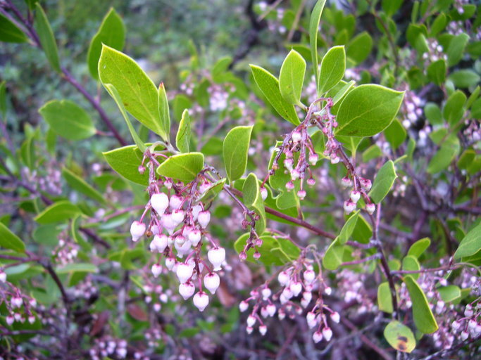 Arctostaphylos stanfordiana