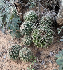 Hamatocactus setispinus