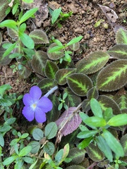 Episcia lilacina