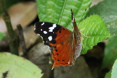 Hypanartia trimaculata