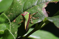 Umbonia