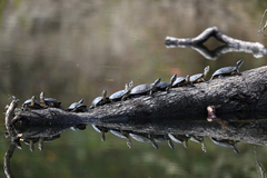 Actinemys marmorata marmorata