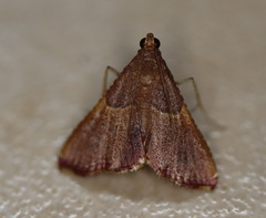 Endotricha approximalis