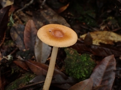 Amanita sororcula