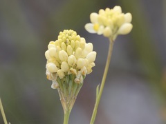 Comesperma flavum