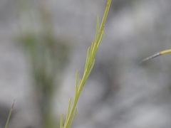 Comesperma flavum