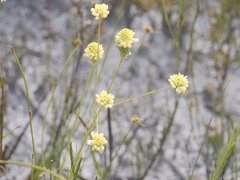 Comesperma flavum