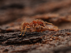Sericomyrmex amabilis