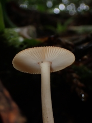 Amanita sororcula