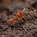 Sericomyrmex - Photo (c) Mason S., some rights reserved (CC BY-NC), uploaded by Mason S.