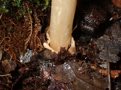 Amanita sororcula