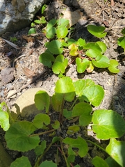 Centella uniflora