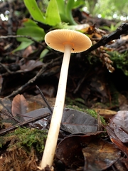 Amanita sororcula