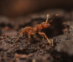 Sericomyrmex amabilis
