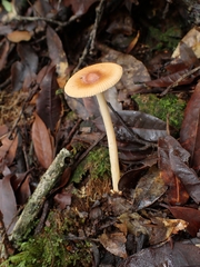 Amanita sororcula