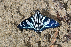 Jemadia menechmus