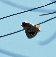 Ogyris genoveva