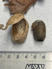 Enicospilus americanus-complex