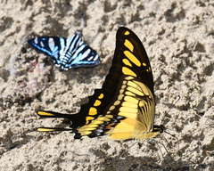 Heraclides thoas cinyras