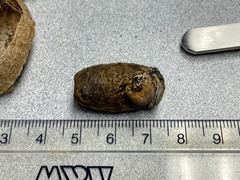 Enicospilus americanus-complex