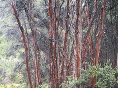 Petroica macrocephala macrocephala