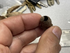 Enicospilus americanus-complex