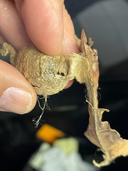 Enicospilus americanus-complex