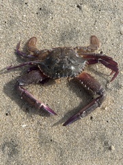 Achelous xantusii