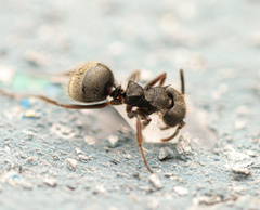 Dolichoderus bispinosus