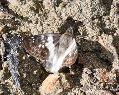 Polyctor polyctor polyctor